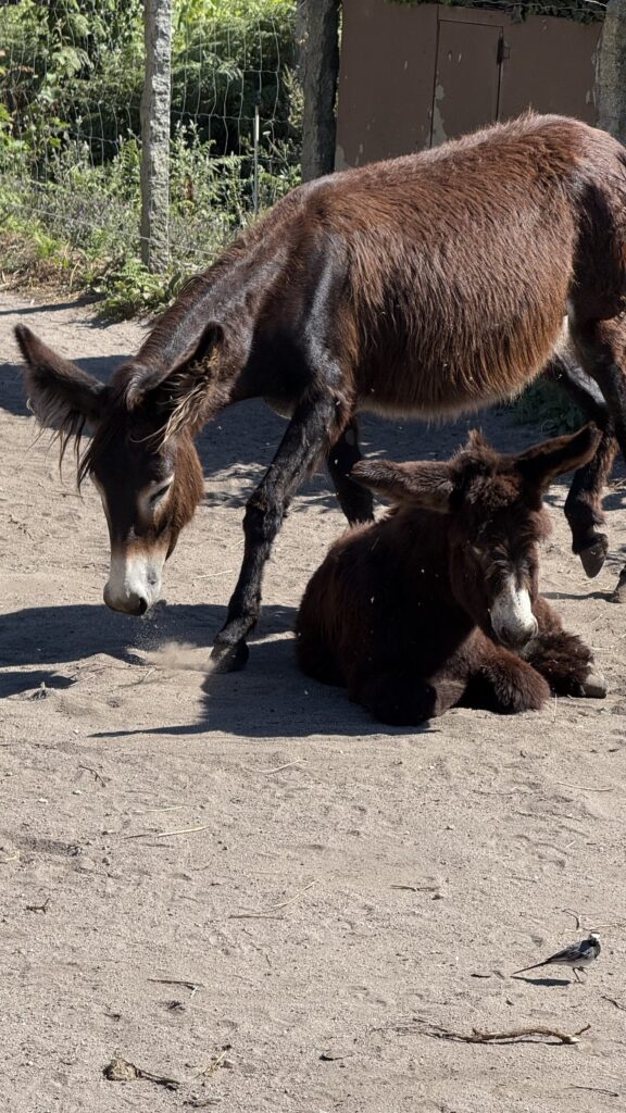 #Tag 8: Esel mit Weitblick